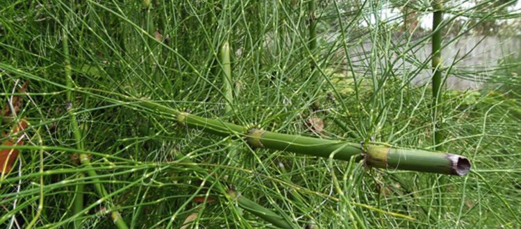 Cola de caballo-Equisetum bogotense