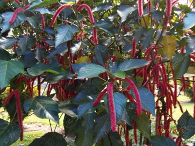 Cola de gato - Acalypha hispida