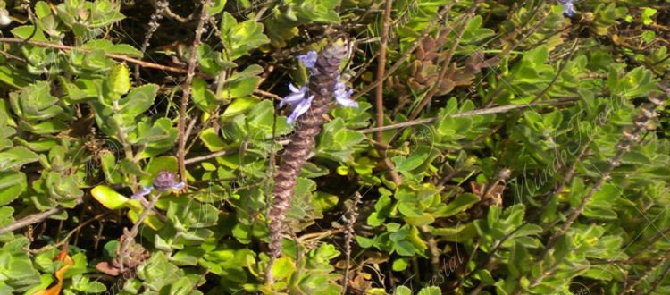 El coleus azul - Plectranthus neochilus -