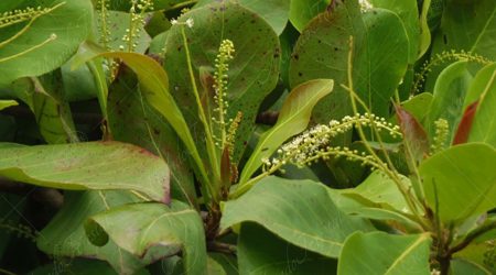 combretacea combretacea