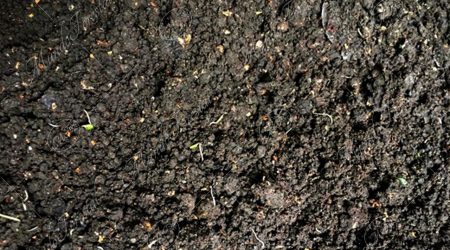 compost compost