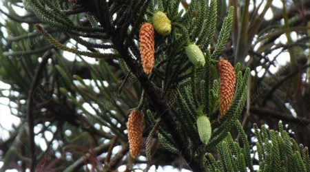 conifera conifera