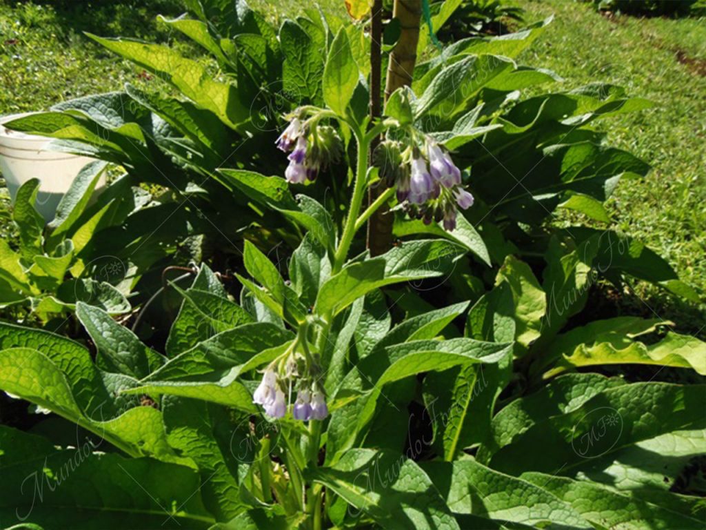 consuelda mayor-Symphytum officinale