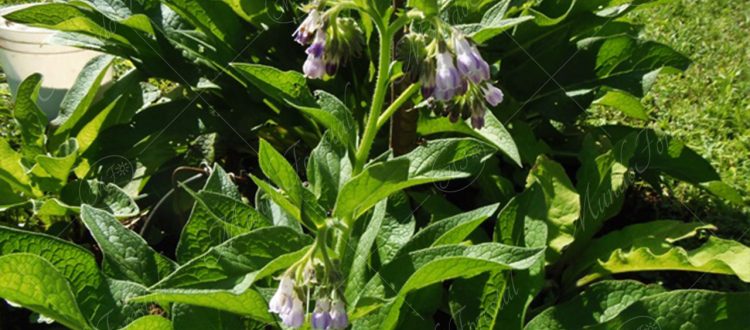 consuelda mayor-Symphytum officinale