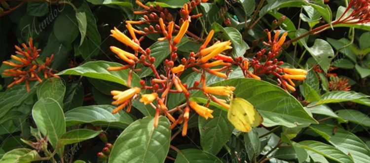 coralillo-Hamelia patens
