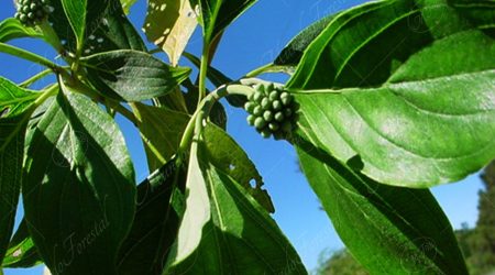 cornacea cornacea
