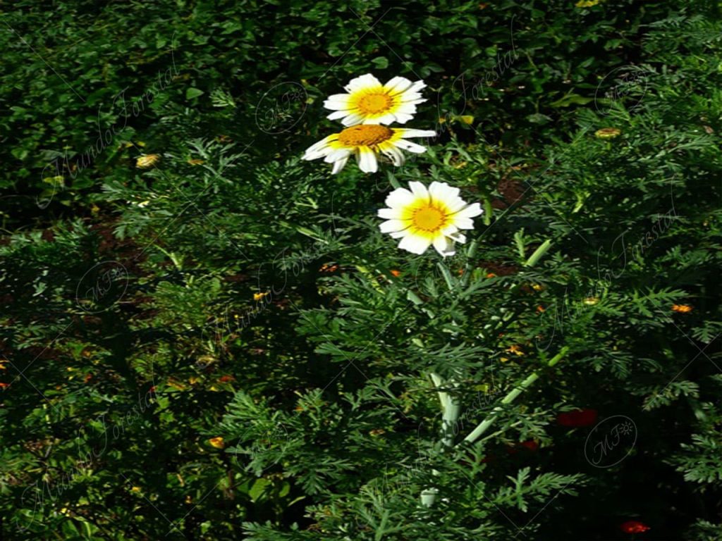 El crisantemo-Chrysanthemum coronarium