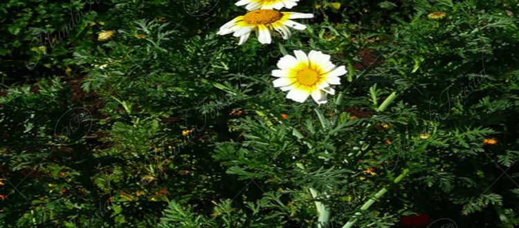 El crisantemo-Chrysanthemum coronarium