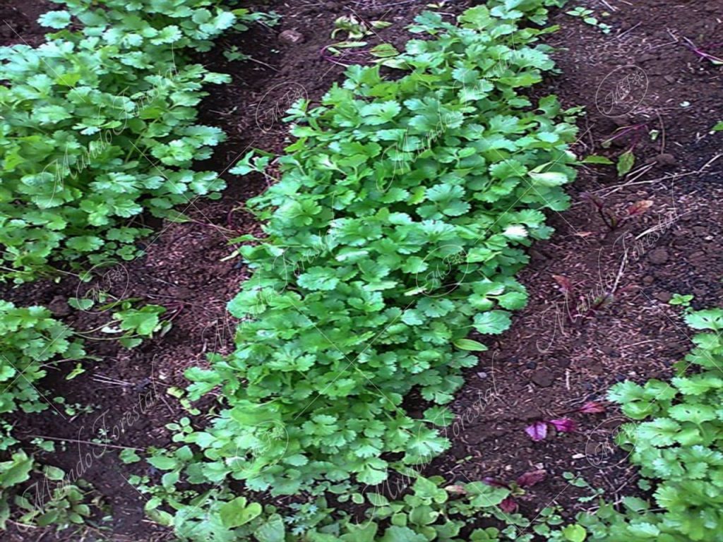 Culantro castilla-Coriandrum sativum