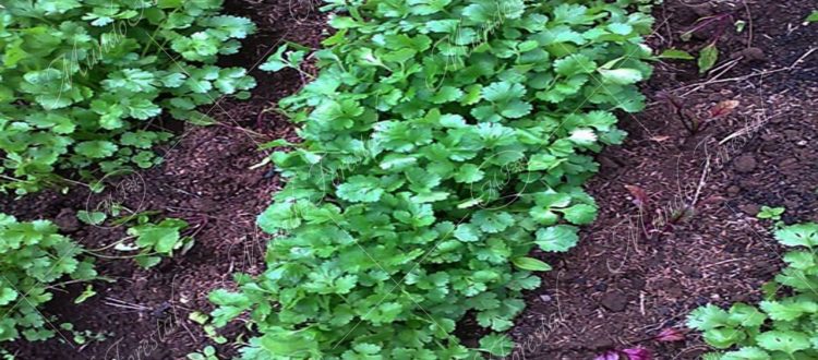 Culantro castilla-Coriandrum sativum
