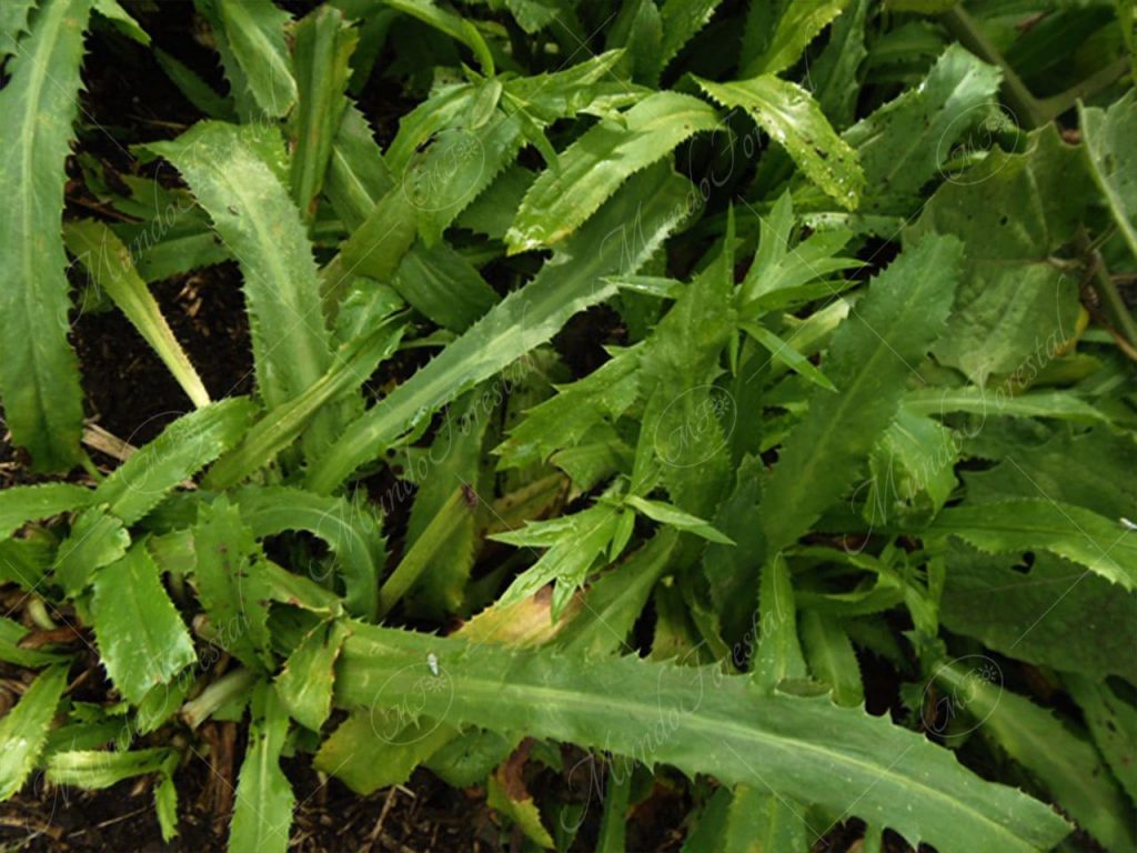Culantro coyote-Eryngium foetidum