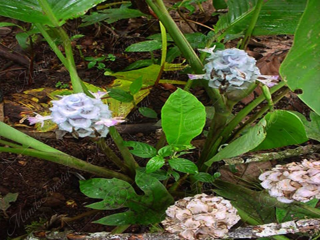 La cúrcuma - Curcuma longa