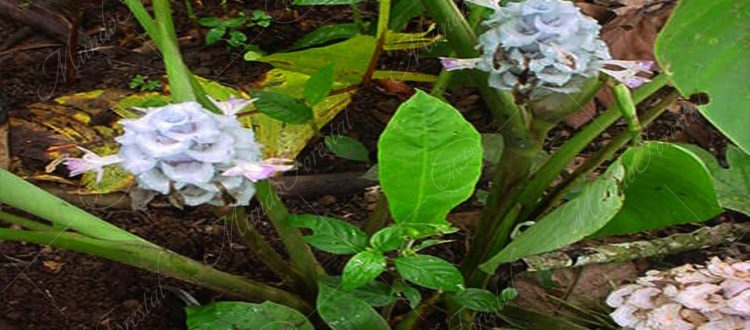 La cúrcuma - Curcuma longa