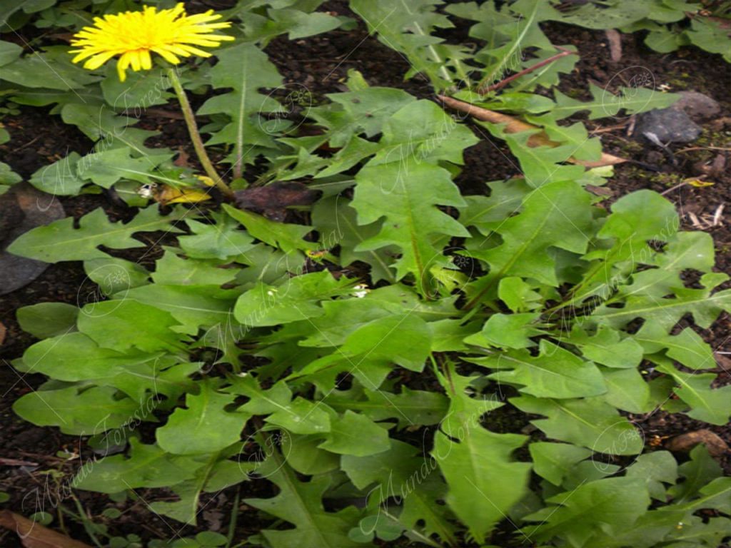 diente de león-Taraxacum officinale