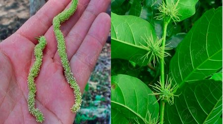 dioica dioica