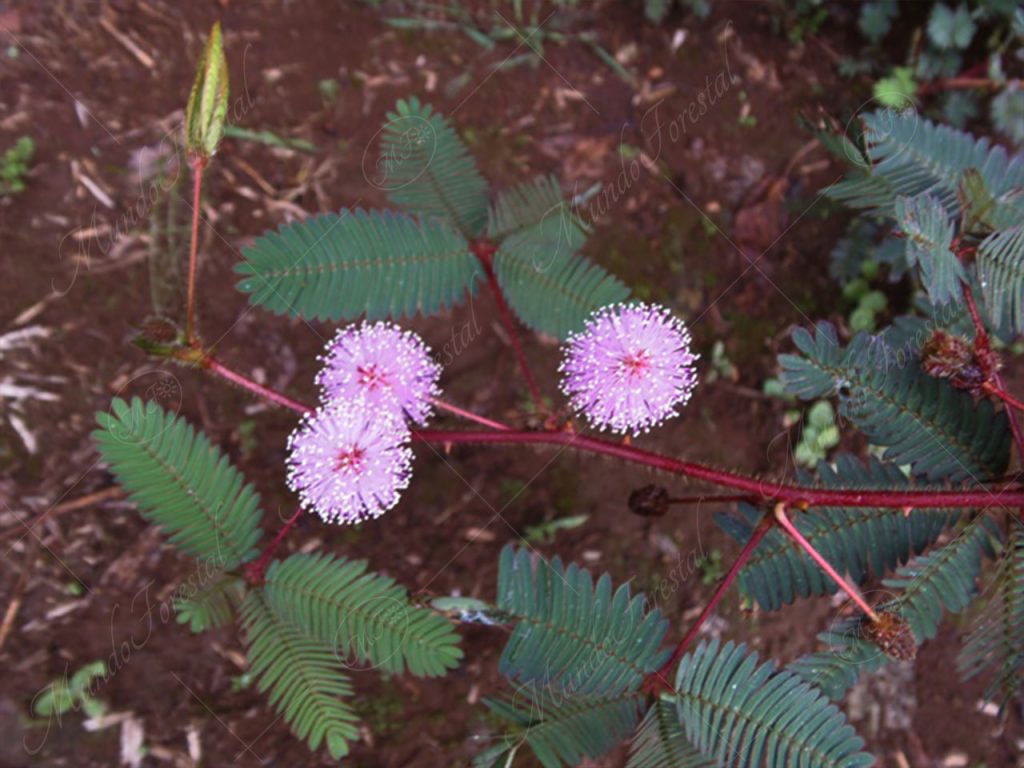 dormilona-Mimosa pudica