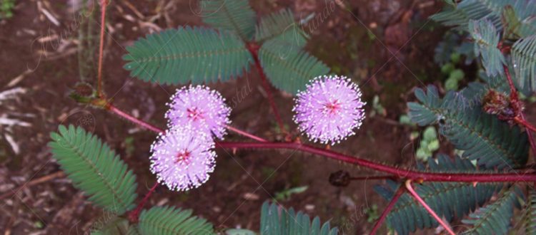 dormilona-Mimosa pudica