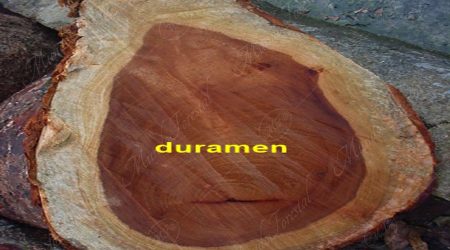 duramen duramen