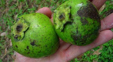 ebenacea ebenacea