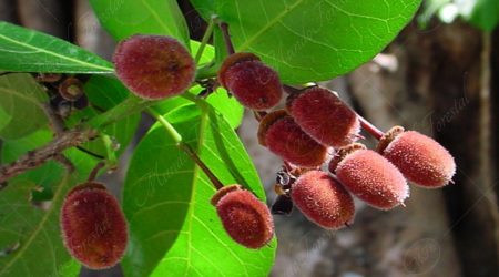 elaeocarpacea elaeocarpacea