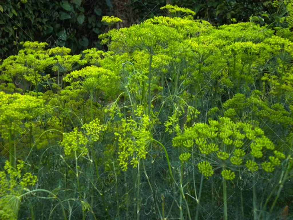 eneldo-Anethum graveolens