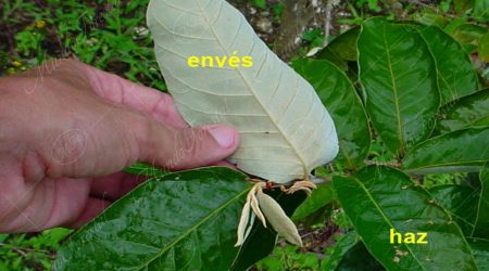 enves enves