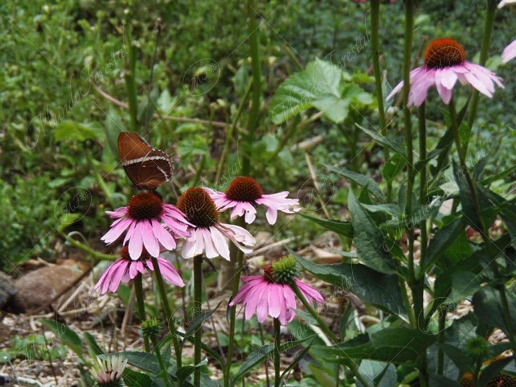 equinacea-Echinacea purpurea