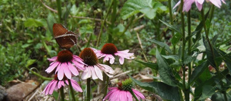 equinacea-Echinacea purpurea
