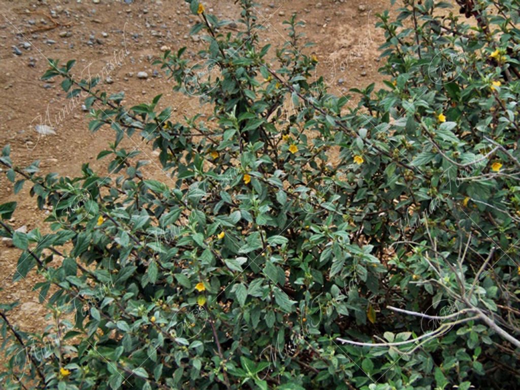 Escobilla- Sida rhombifolia -