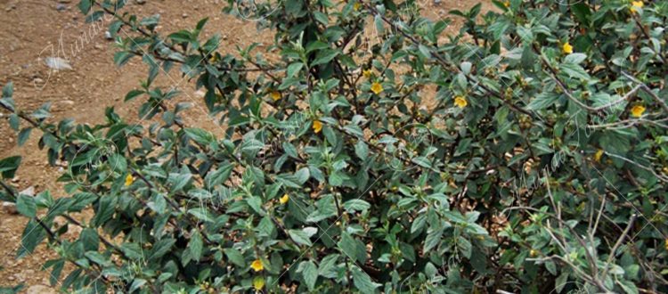 Escobilla- Sida rhombifolia -