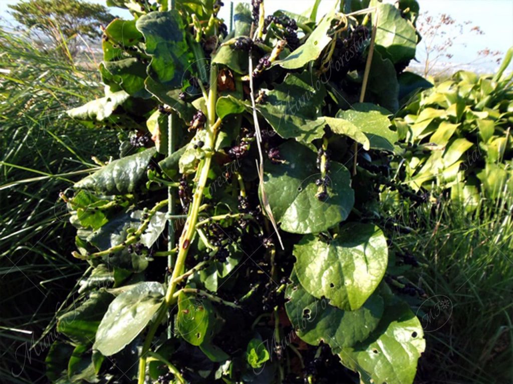 Espinaca de ceilán-Basella alba