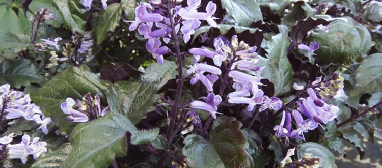 Espolón azul - Plectranthus ecklonii -