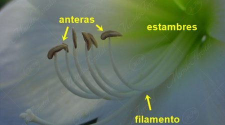 estambres estambres