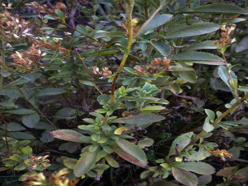 estevia-Stevia rebaudiana