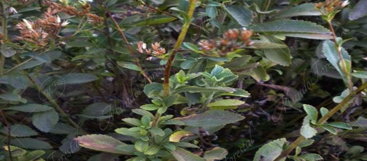 estevia-Stevia rebaudiana