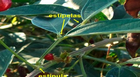 estipelas estipelas
