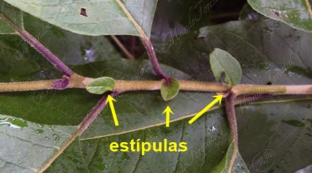 estipulas estipulas