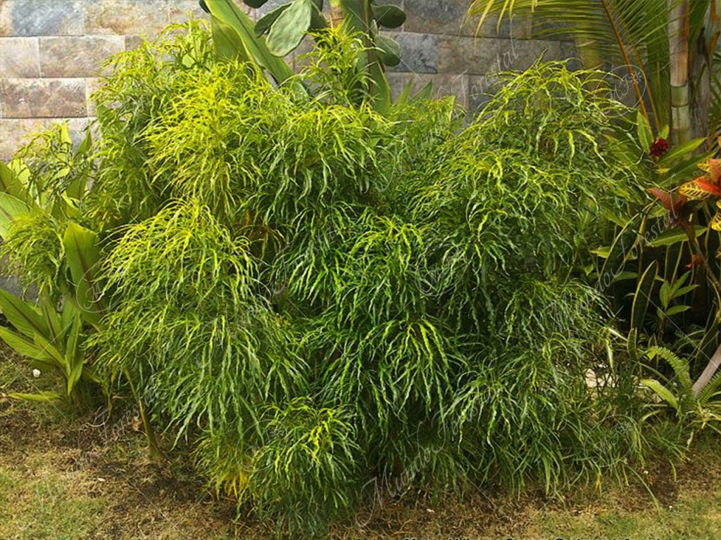 La evodia, la del denso follaje