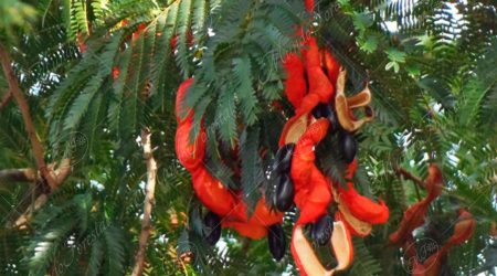 fabaceae fabaceae