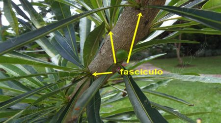 fasciculo fasciculo
