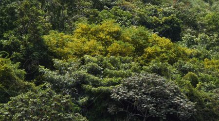 fenologia fenologia