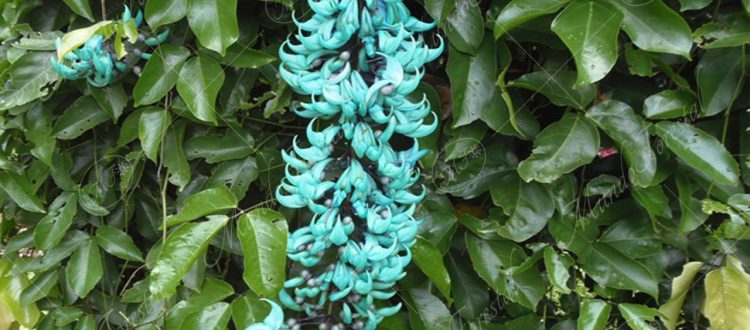 Flor de jade - Mundo Forestal