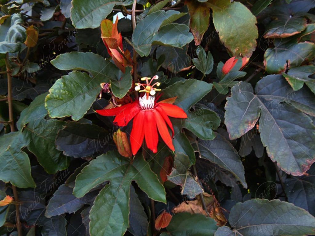 flor de pasión-Passiflora vitifolia