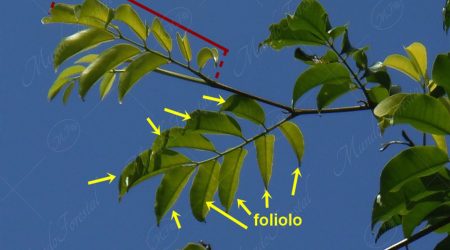 foliolo foliolo