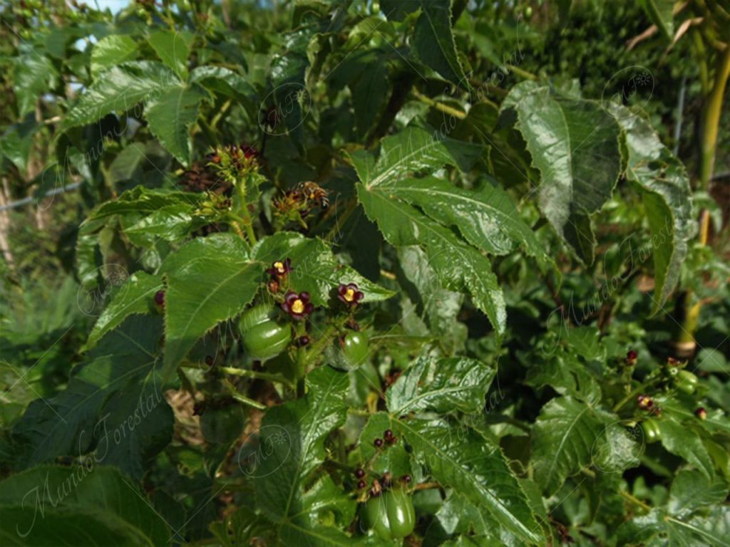 frailecillo-Jatropha gossypiifolia