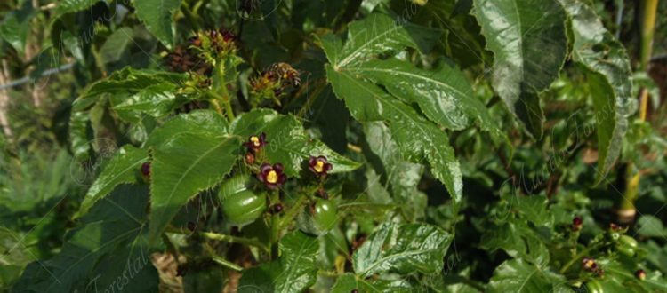 frailecillo-Jatropha gossypiifolia