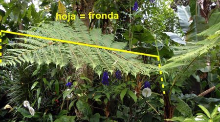 fronda fronda