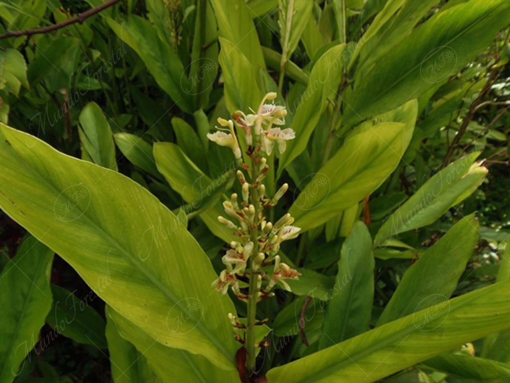 galanga-Alpinia galanga