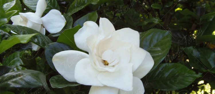 La gardenia - Gardenia jasminoides -