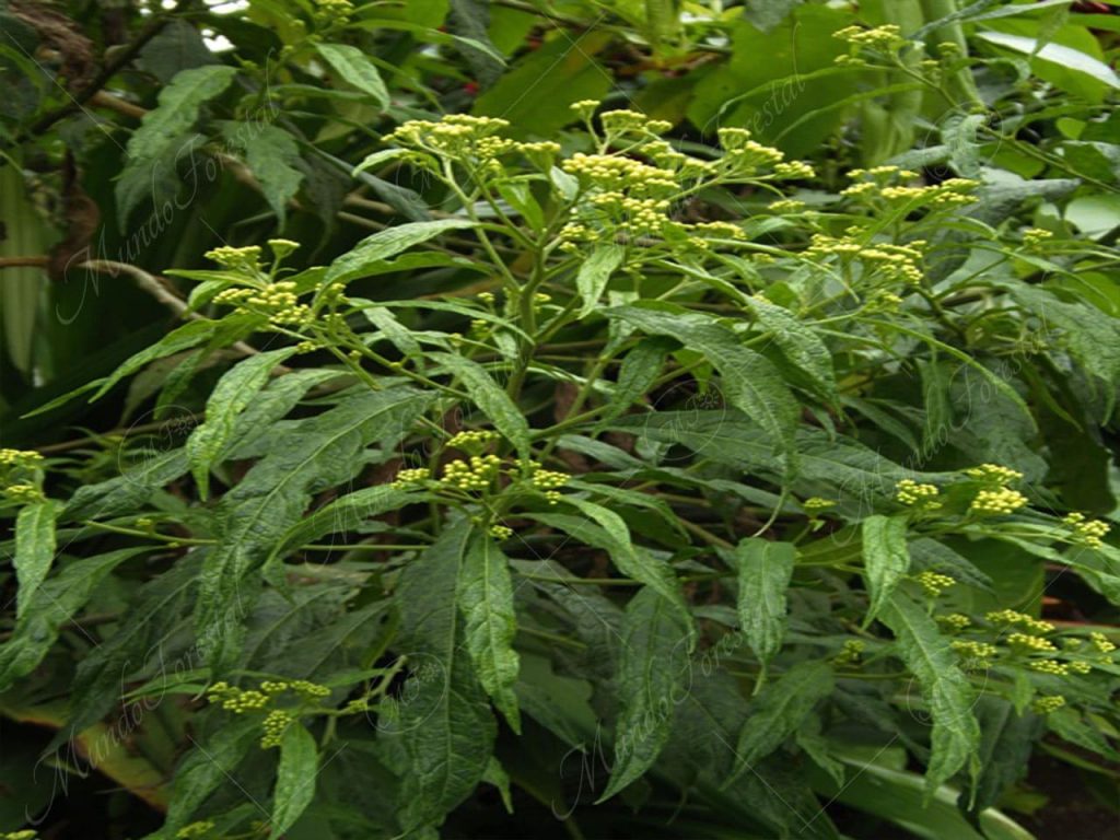 gavilana-Neurolaena lobata